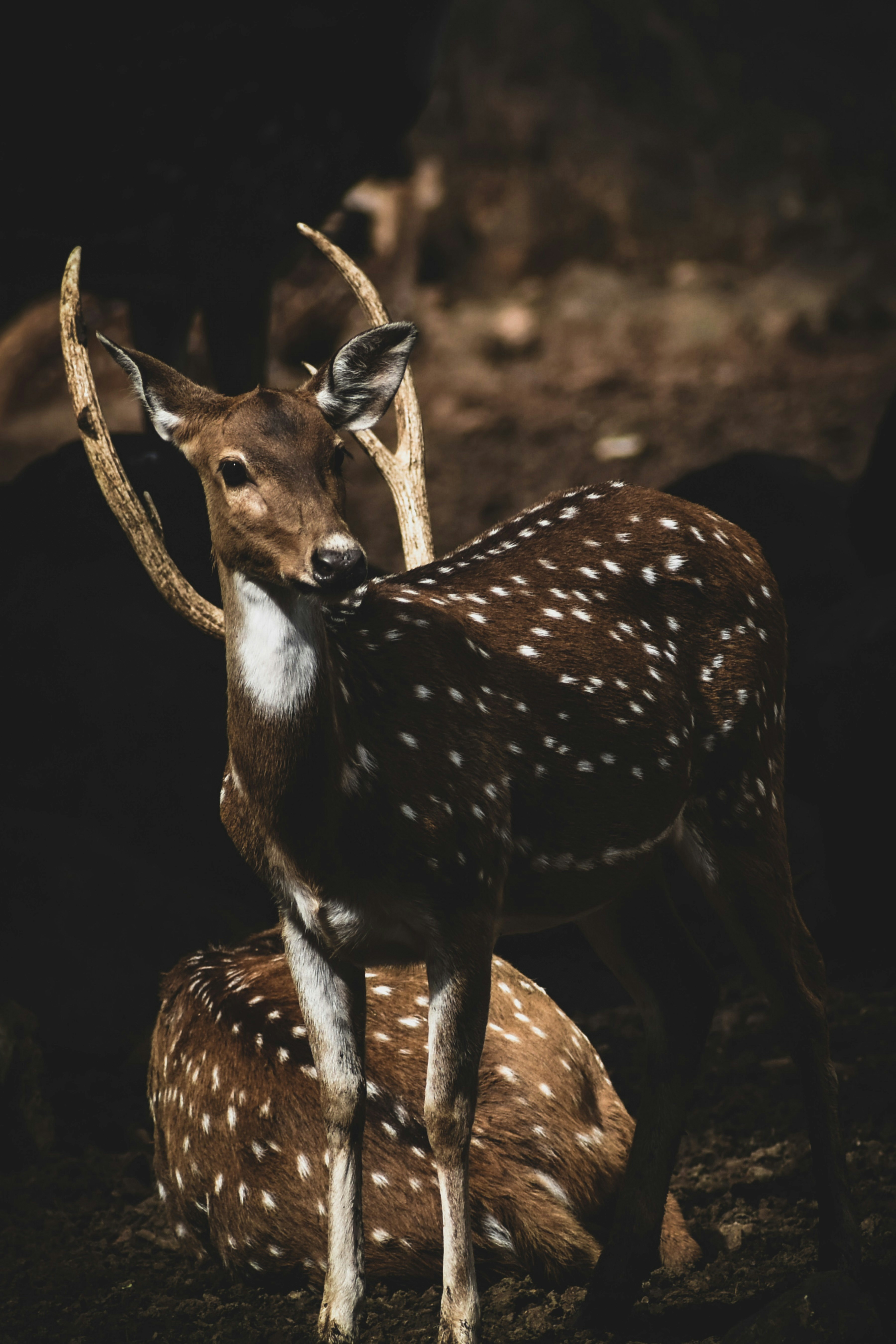 1. Iranian Yarkand Deer (image credits: unsplash)
