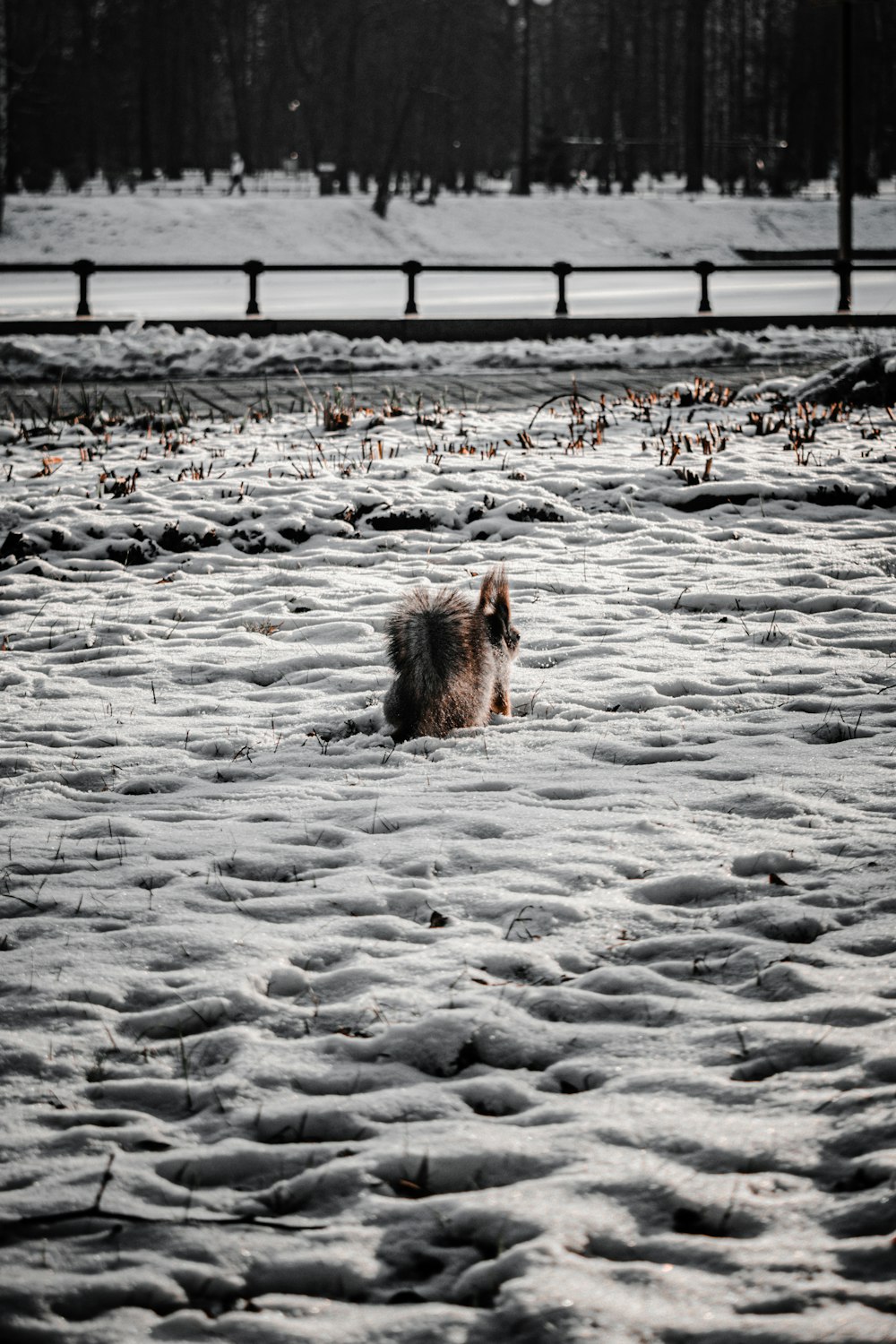 brown long coated dog on snow covered ground during daytime