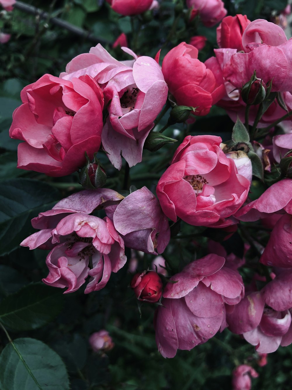 pink roses in bloom during daytime