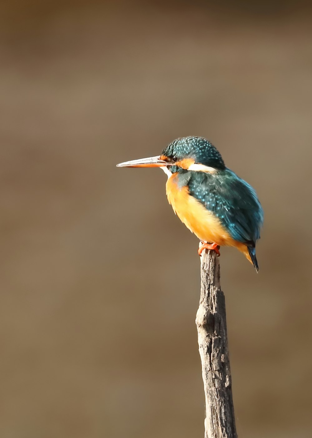 blue and orange bird on brown tree branch