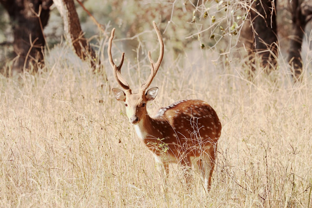 brown and white deer on brown grass field during daytime