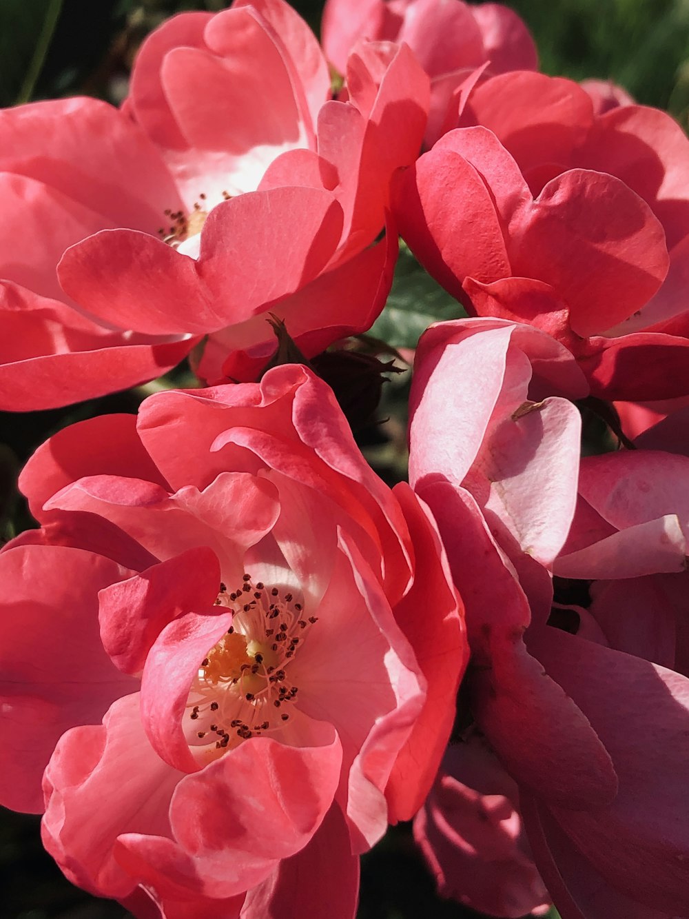 pink and white flower in macro shot