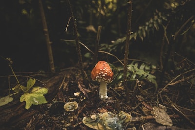 A single red and white mushroom stands in a damp forest environment, surrounded by various green leaves and brown twigs. The atmosphere appears dim and earthy, with moss and decomposing plant matter on the ground.