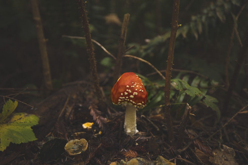 red and white mushroom in forest