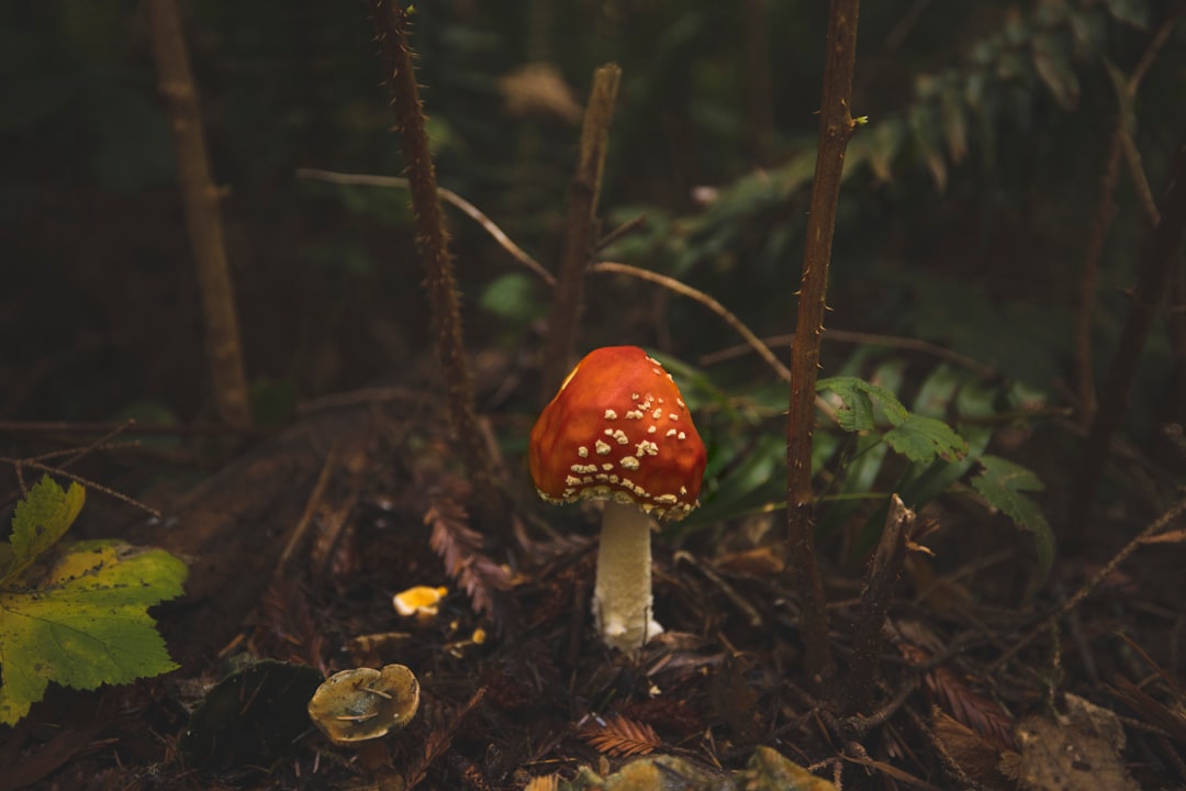 red and white mushroom in forest