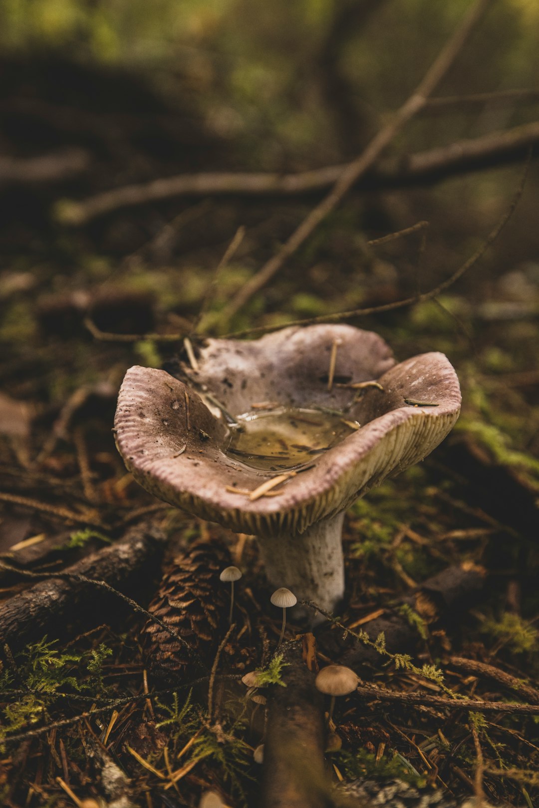 white mushroom in close up photography