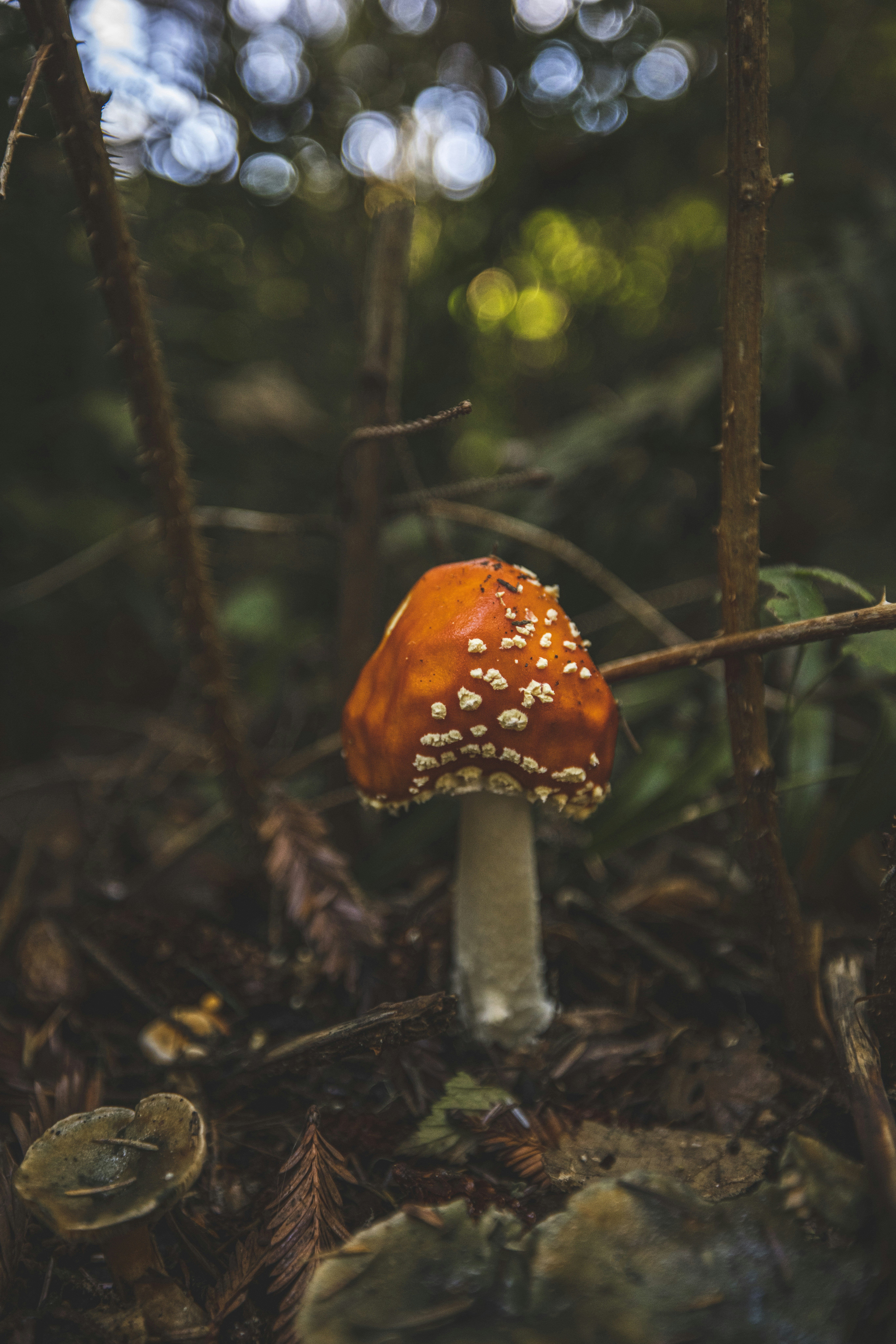 Photo by leo_visions_