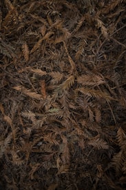 A dense pile of dry, brown pine or fir needles covers the ground. The texture is rich with layers of overlapping foliage, creating a natural, earthy carpet-like appearance.