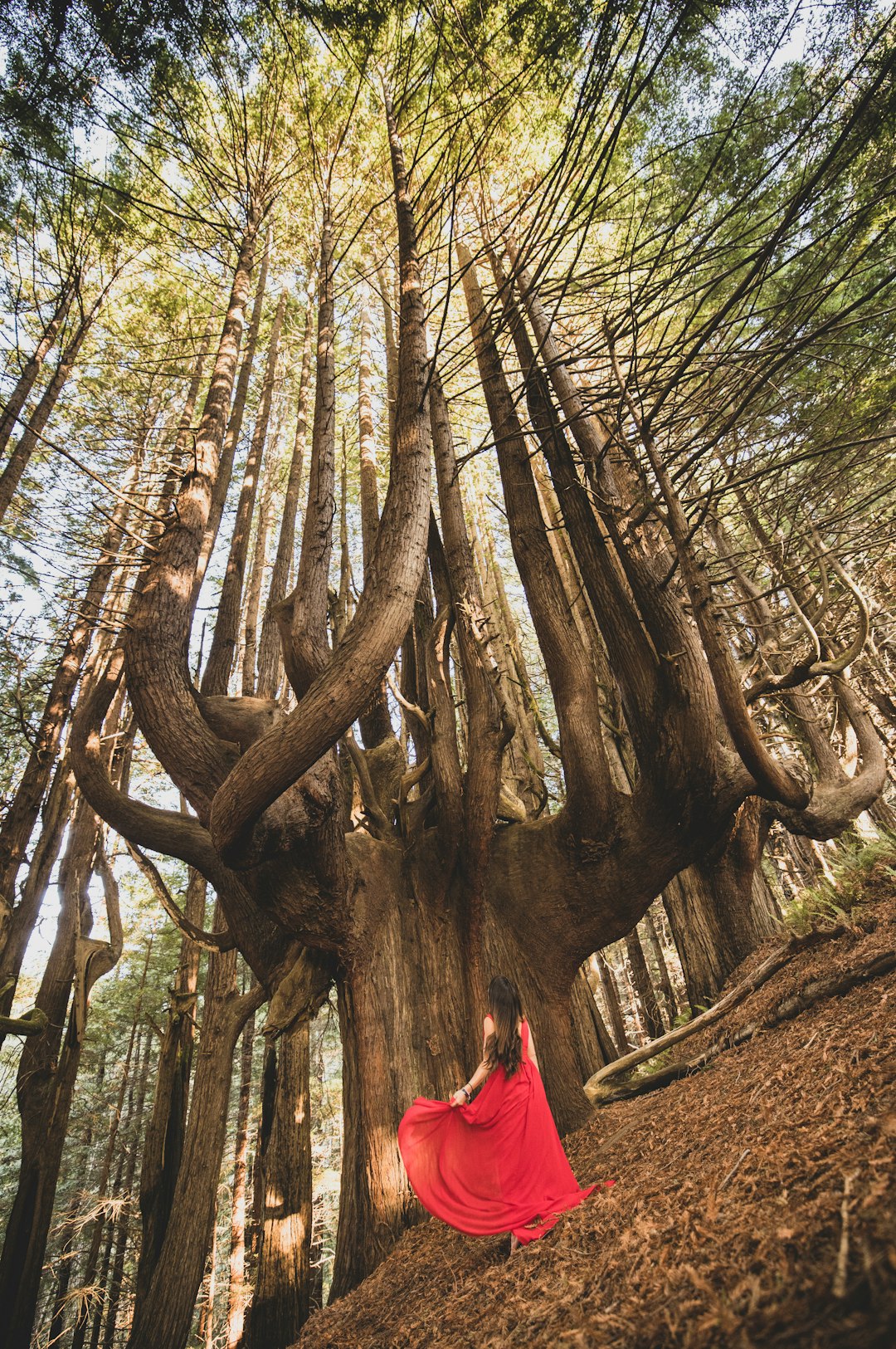 brown tree trunk during daytime