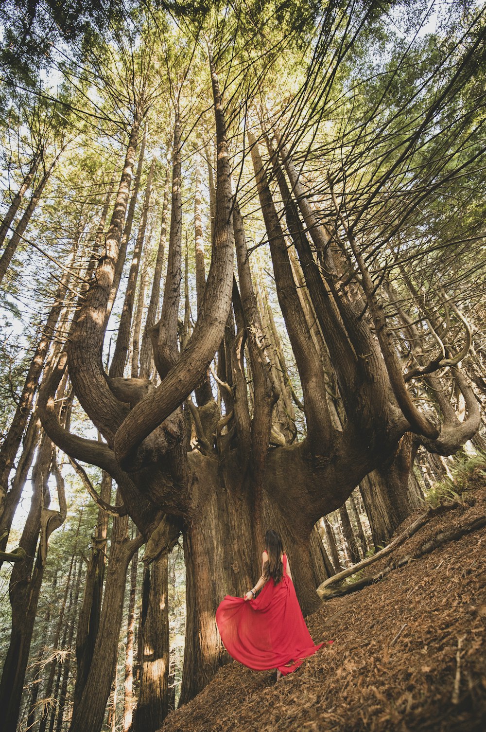 brown tree trunk during daytime