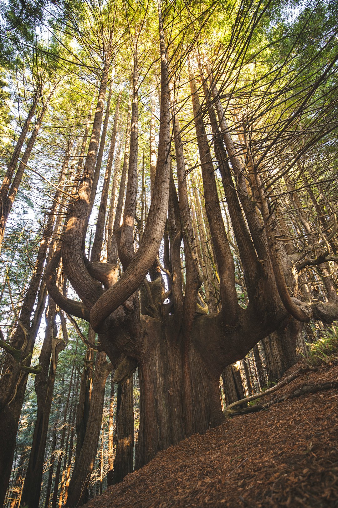 brown tree trunk during daytime