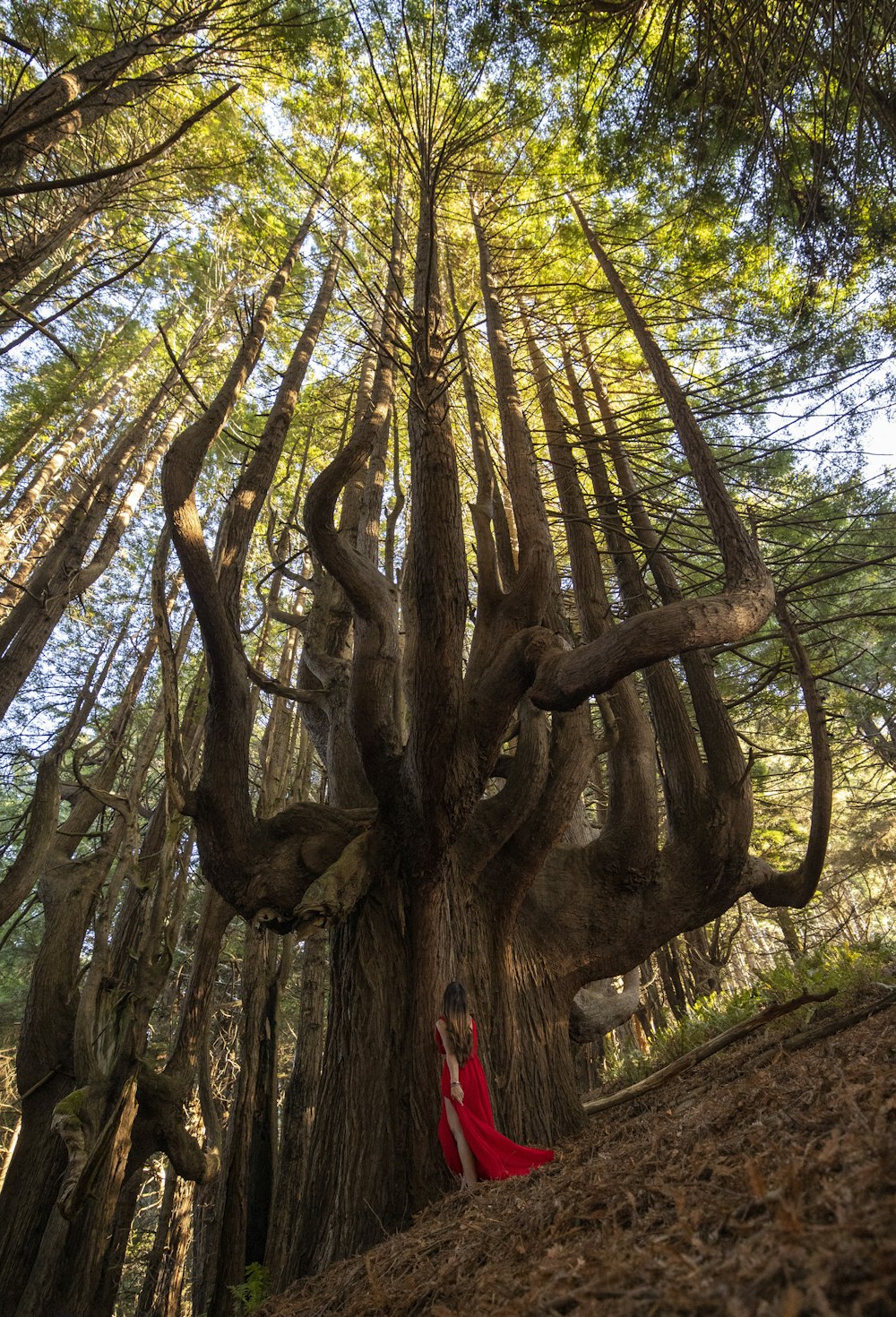 brown tree trunk during daytime