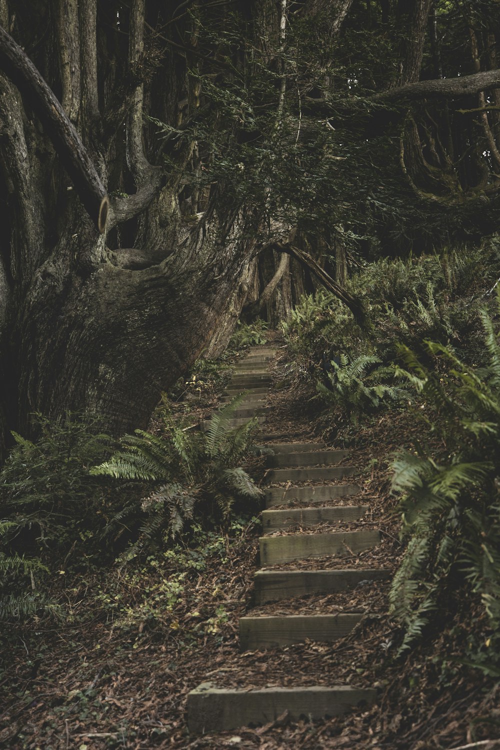 brown wooden staircase in the forest