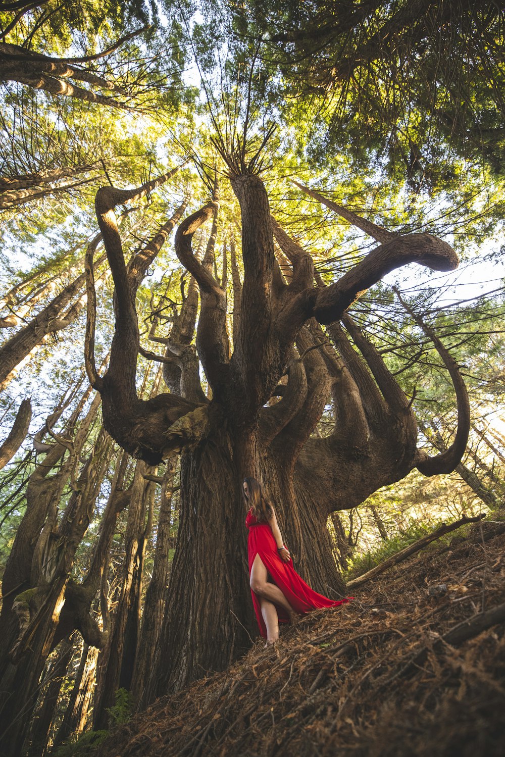 brown tree trunk during daytime