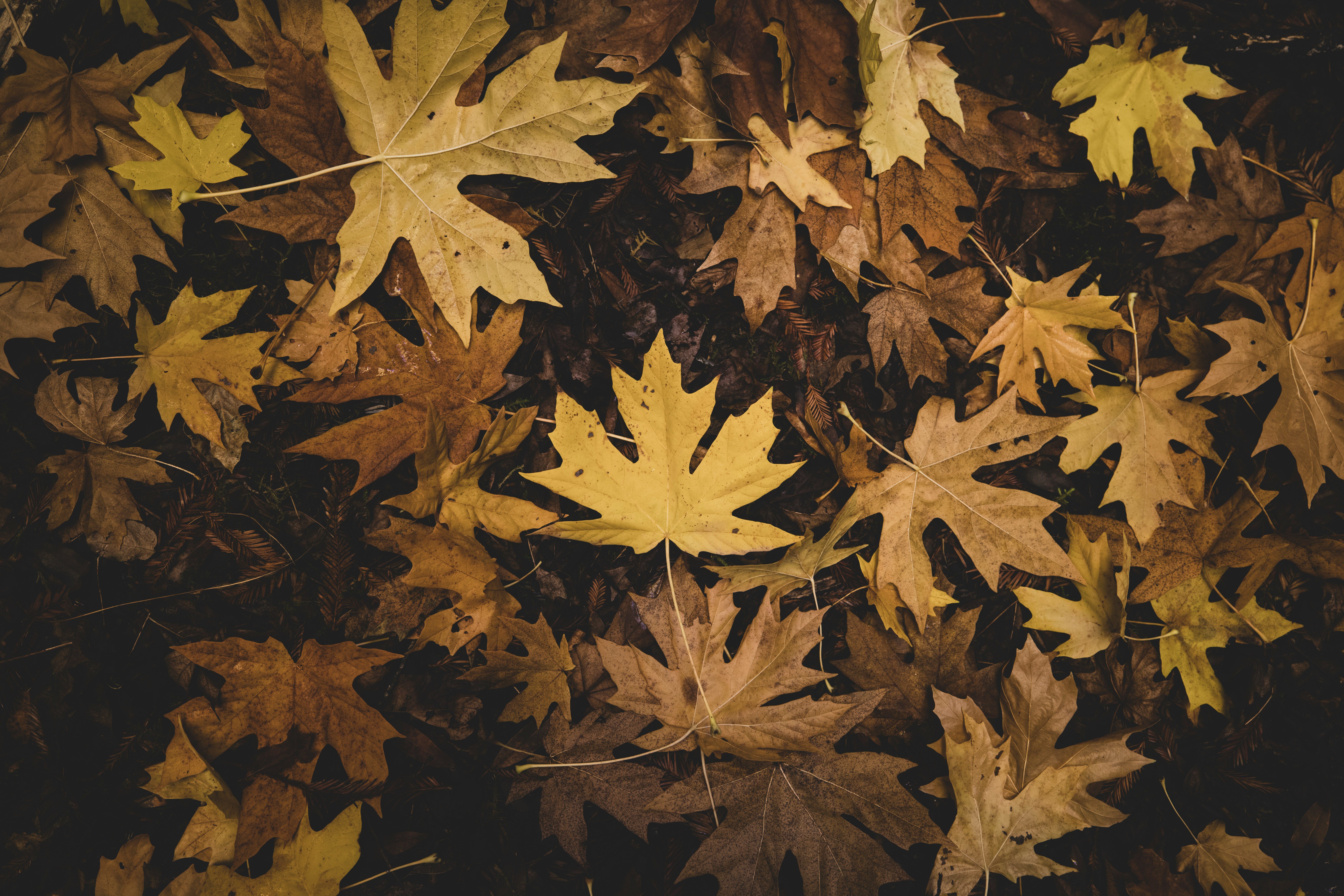 brown maple leaves on ground