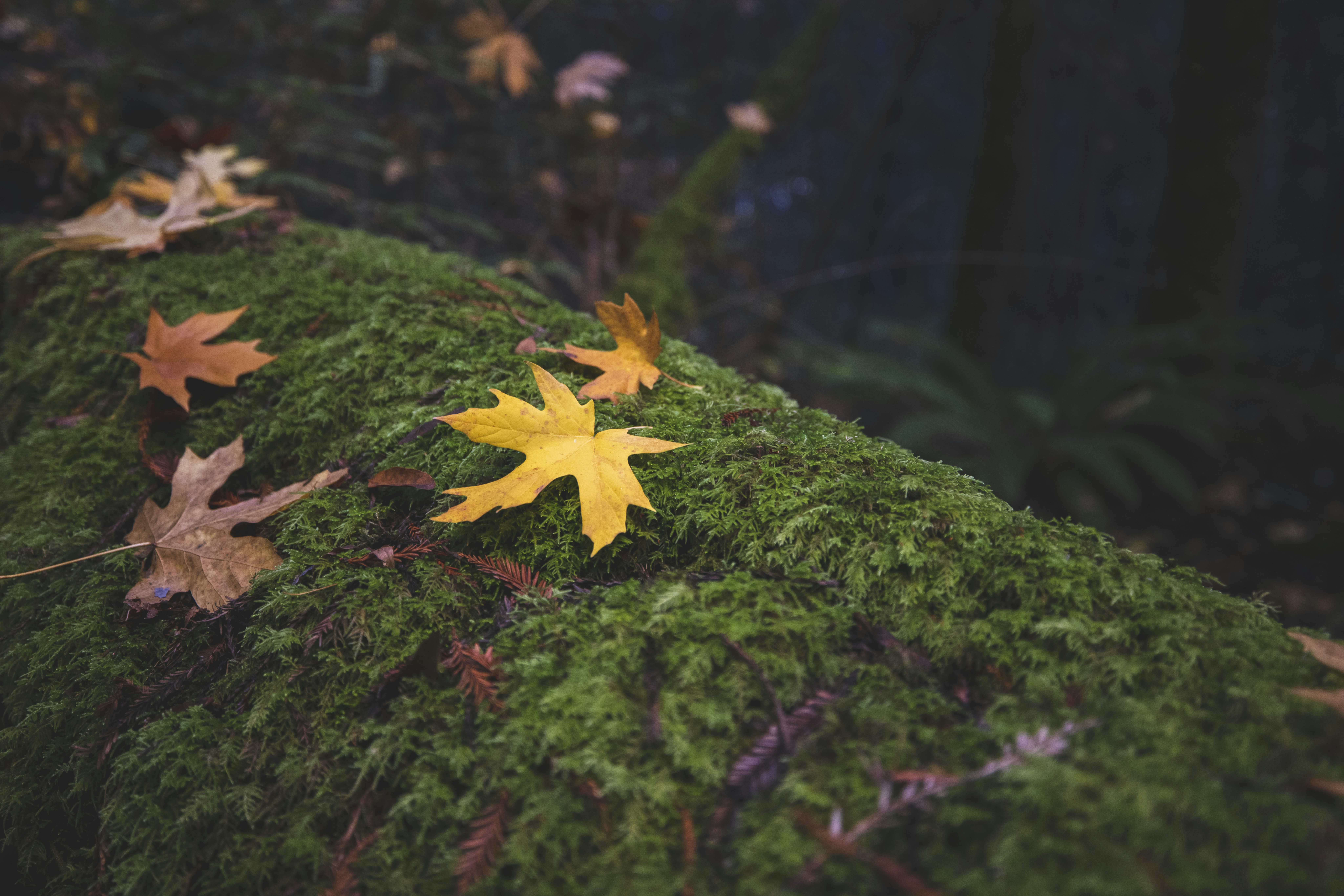 Photo by leo_visions_