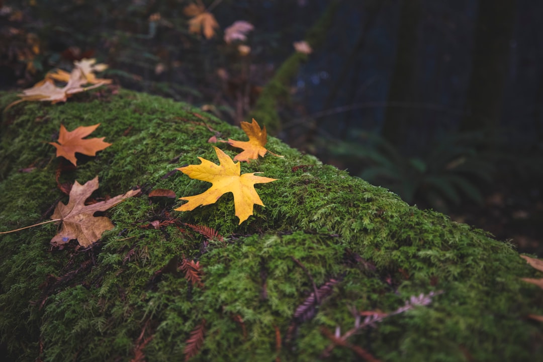 yellow maple leaf on green moss