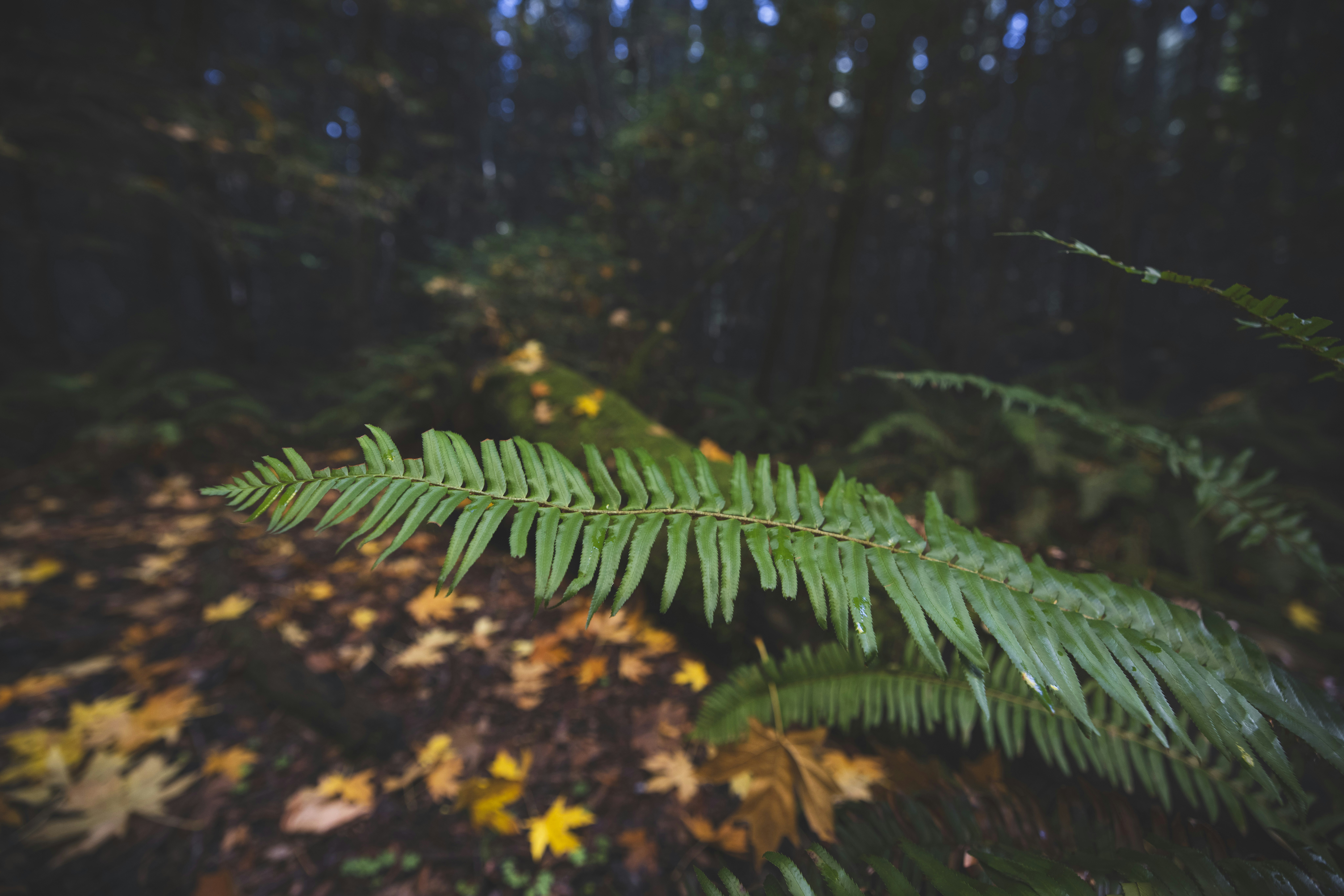 Photo by leo_visions_