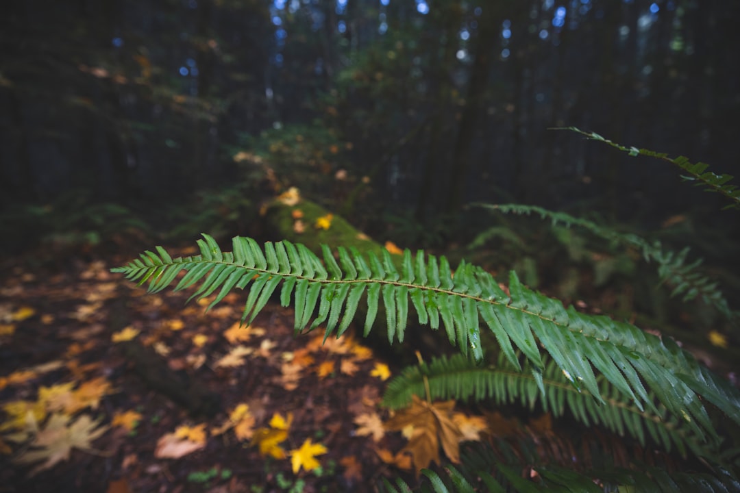 green fern plant in close up photography