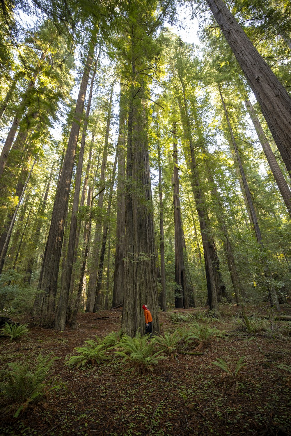 person in orange jacket standing in the middle of the forest during daytime