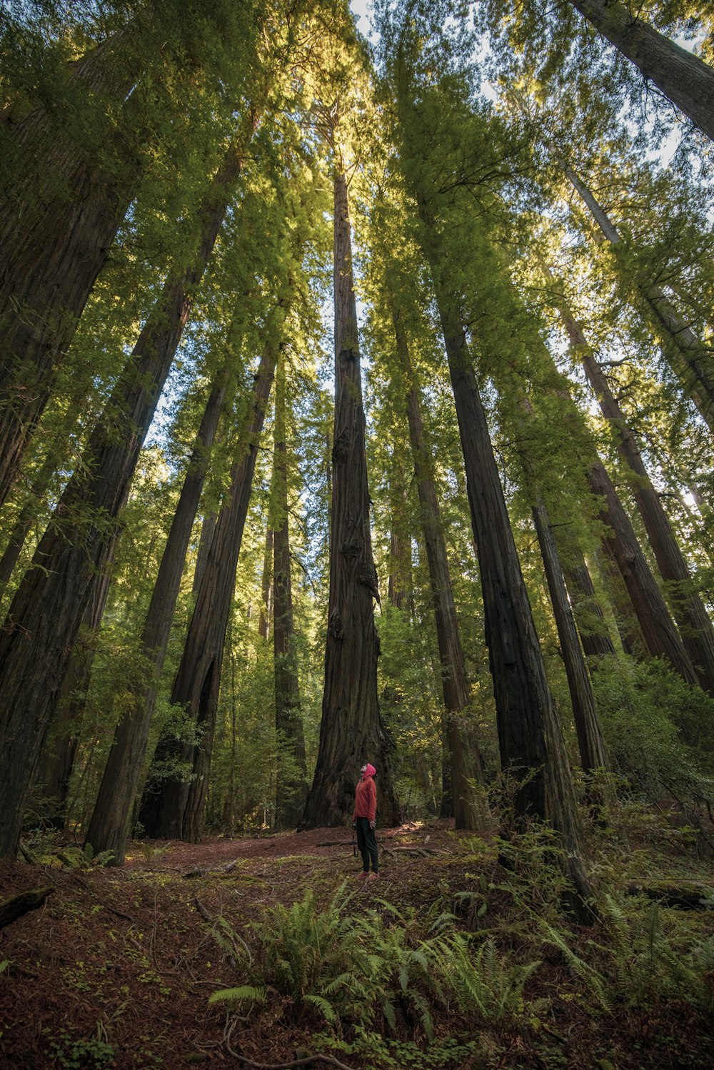 person in black jacket and red backpack walking on forest during daytime