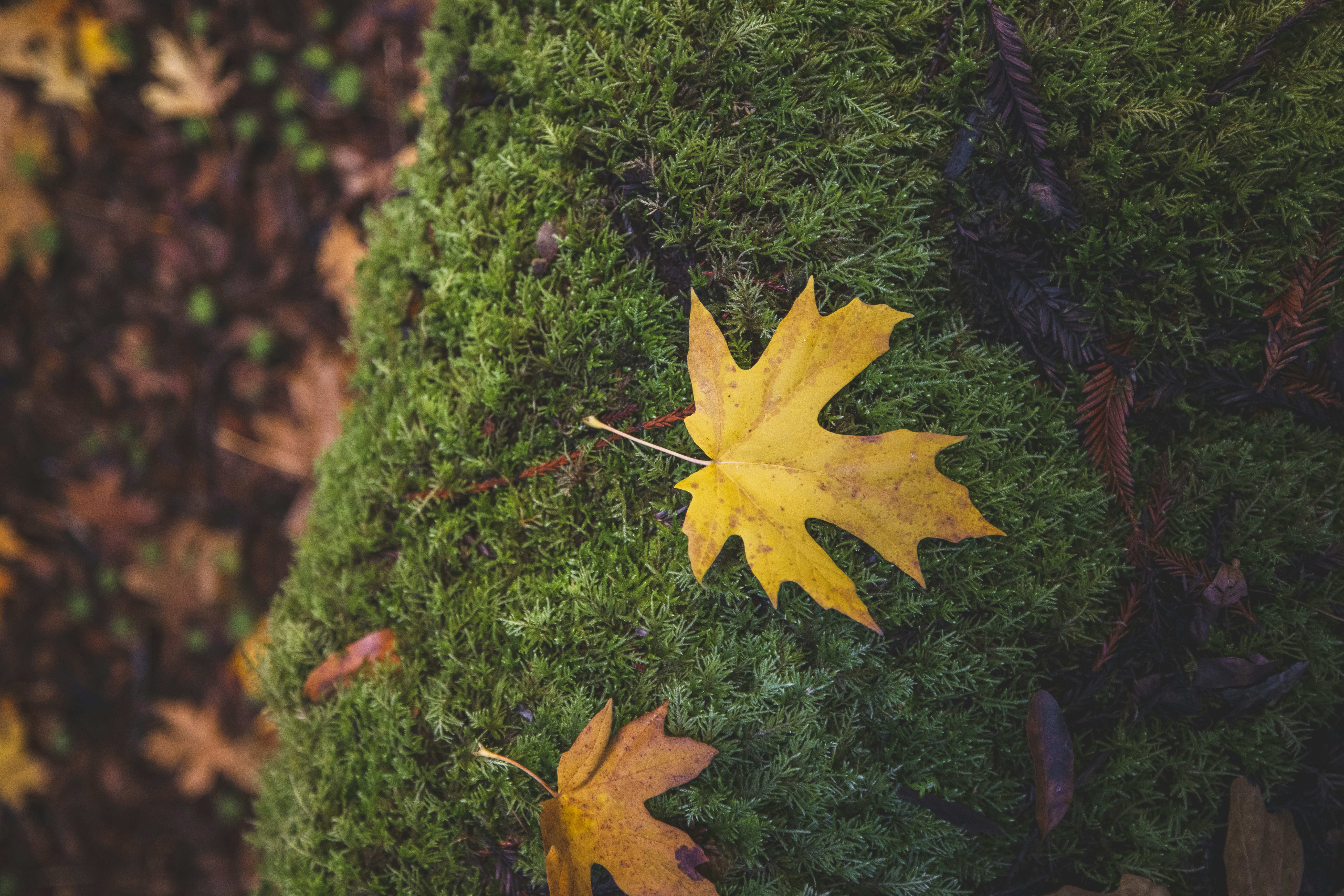 Photo by leo_visions_