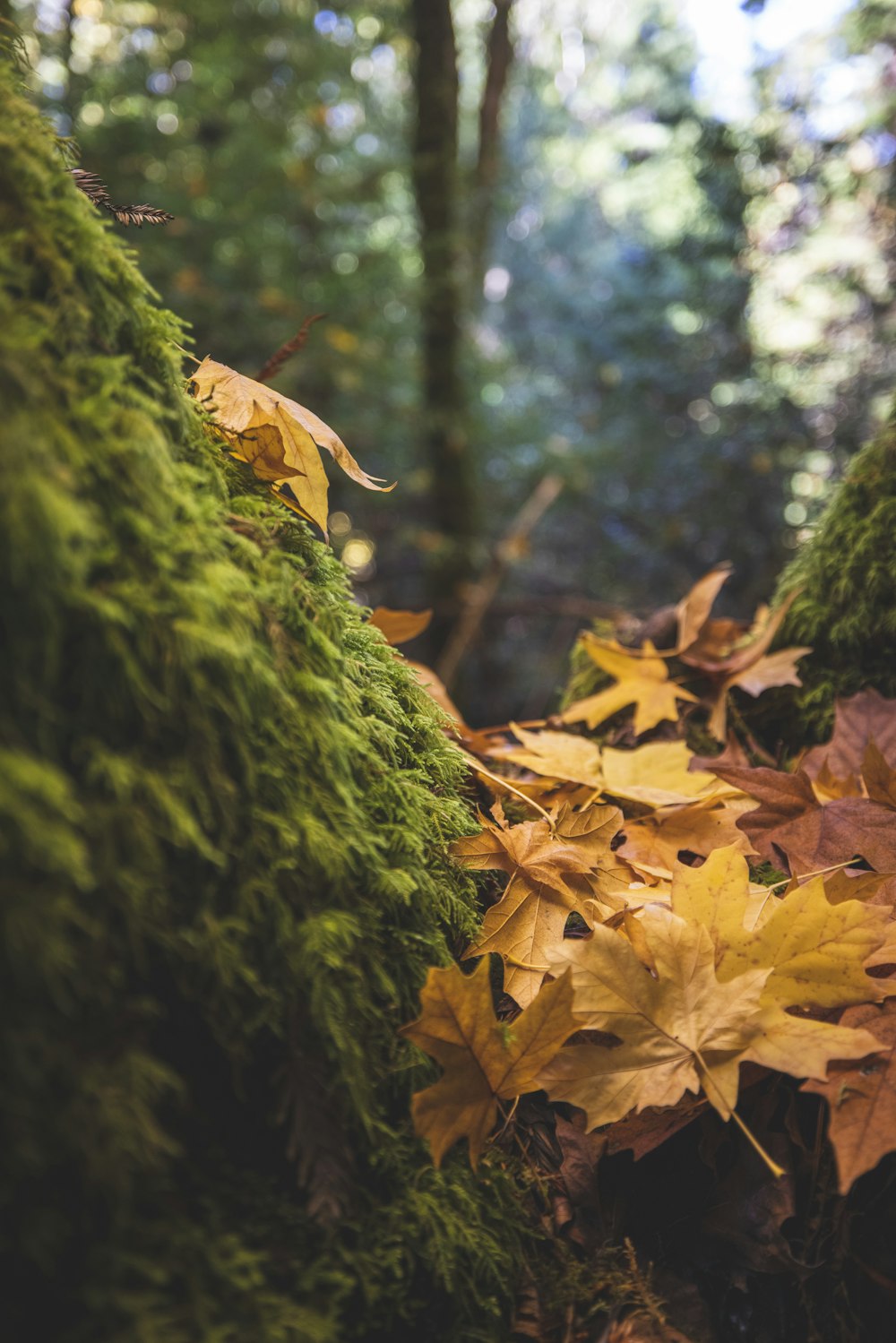 Feuilles séchées brunes sur le sol