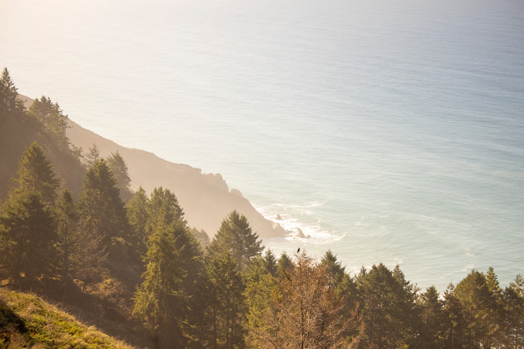 green trees on mountain during daytime