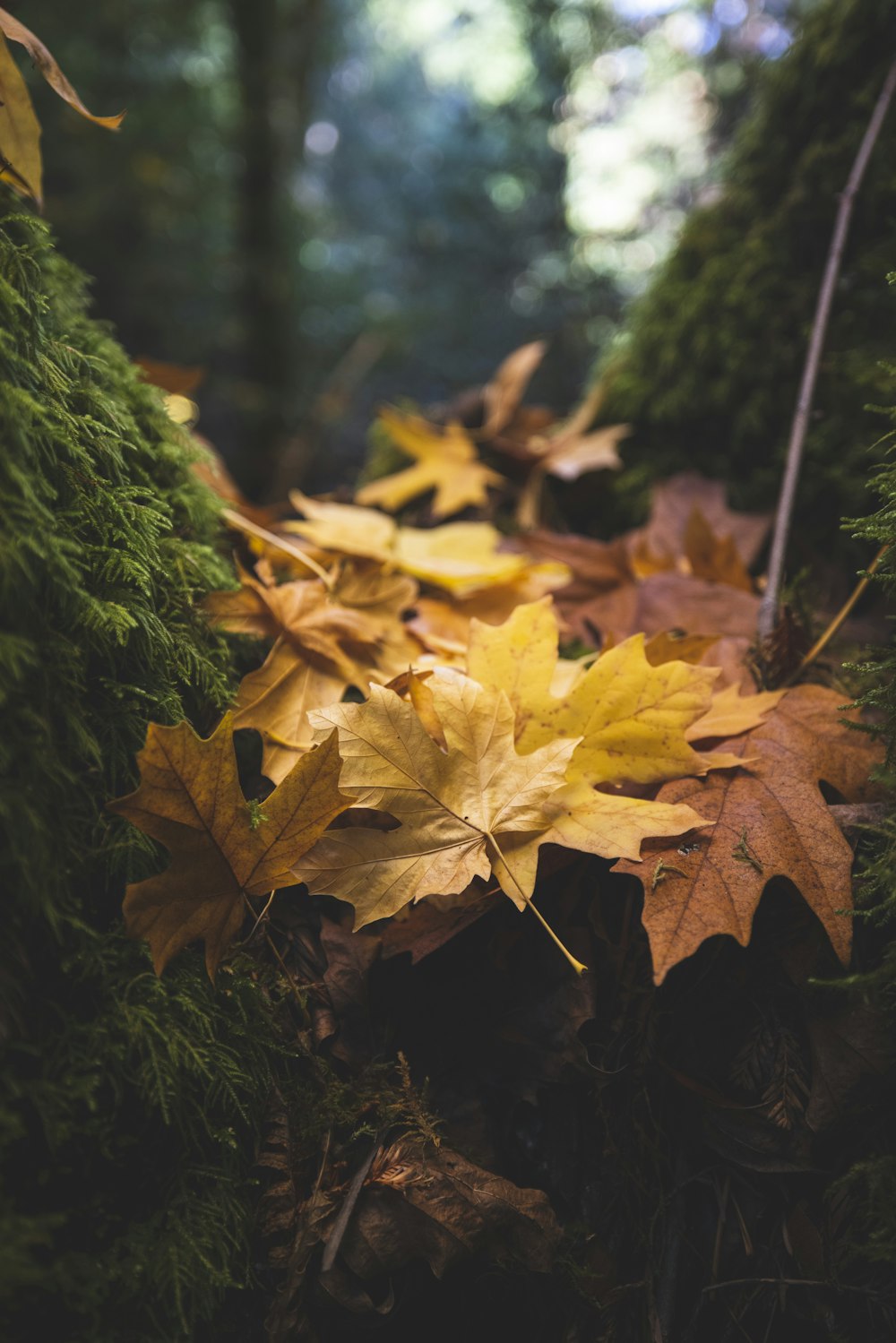 brown maple leaf on ground