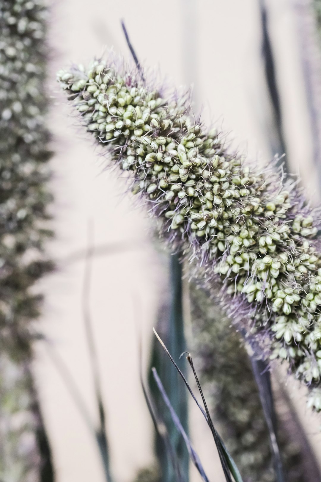 purple and white flower in close up photography