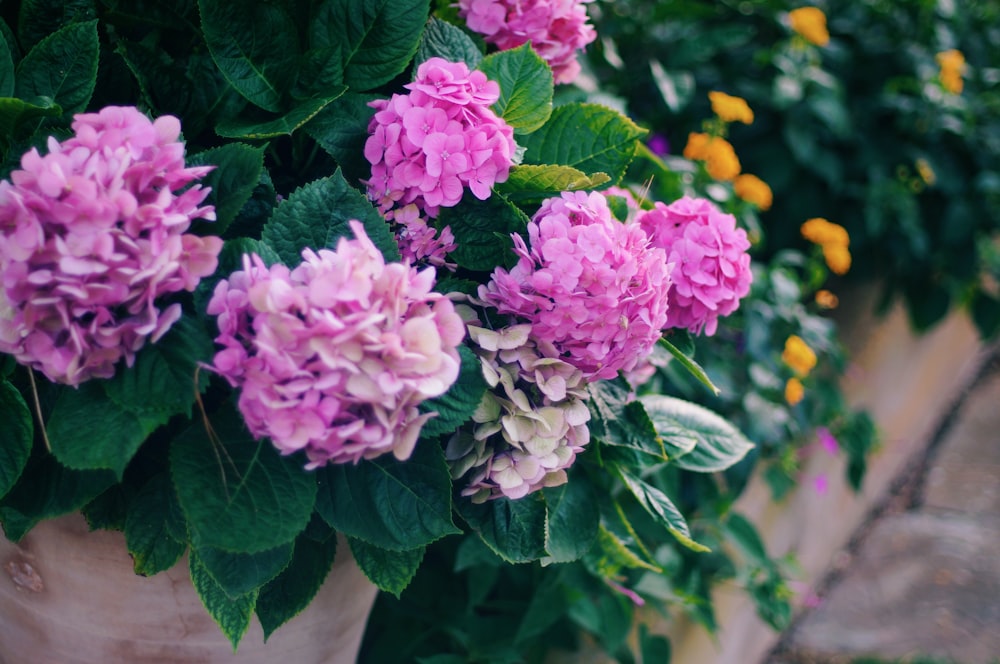 pink flowers with green leaves