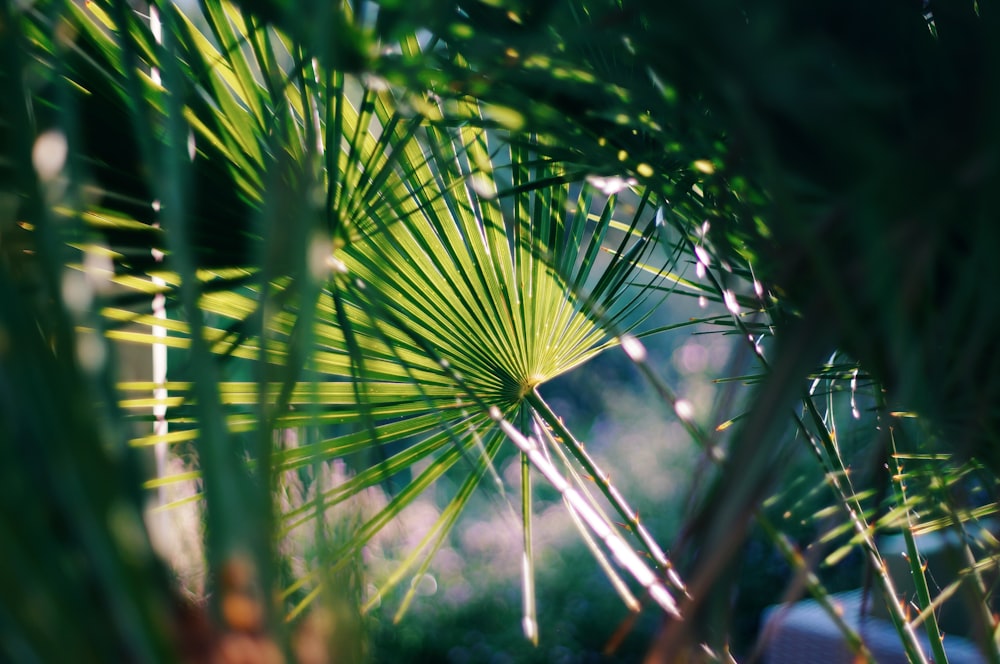 green grass in close up photography