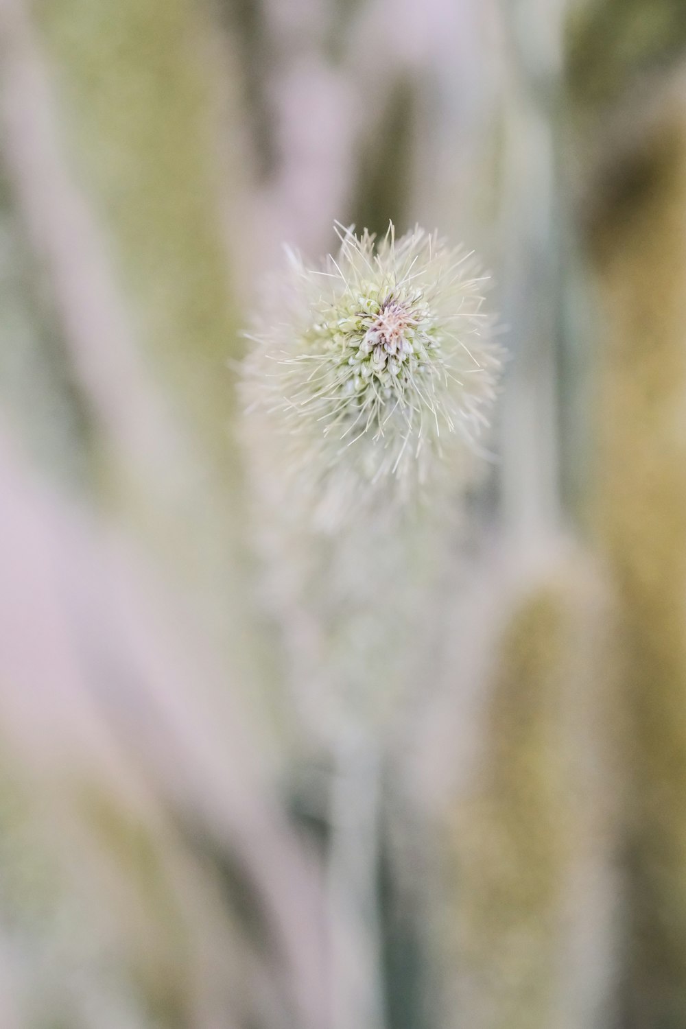 white dandelion in close up photography