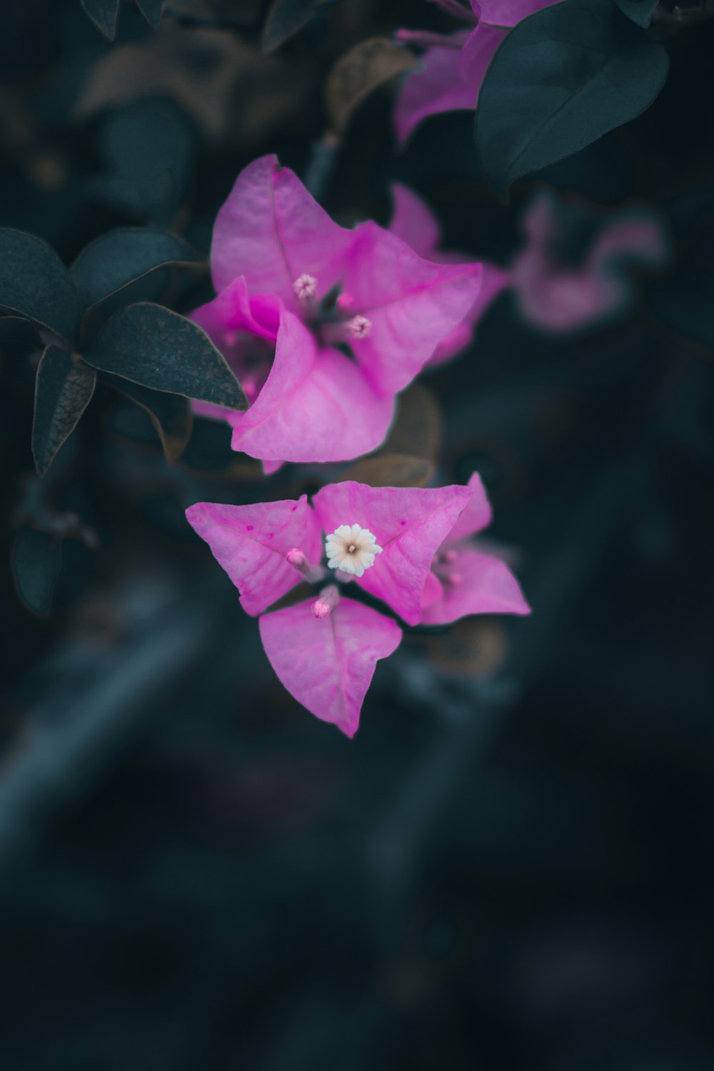 flor púrpura en lente de cambio de inclinación