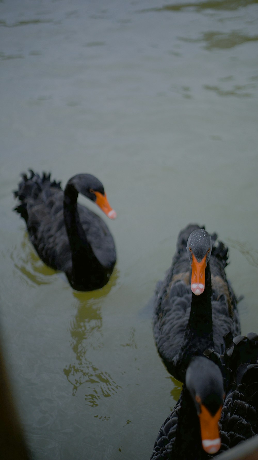 black swan on body of water during daytime