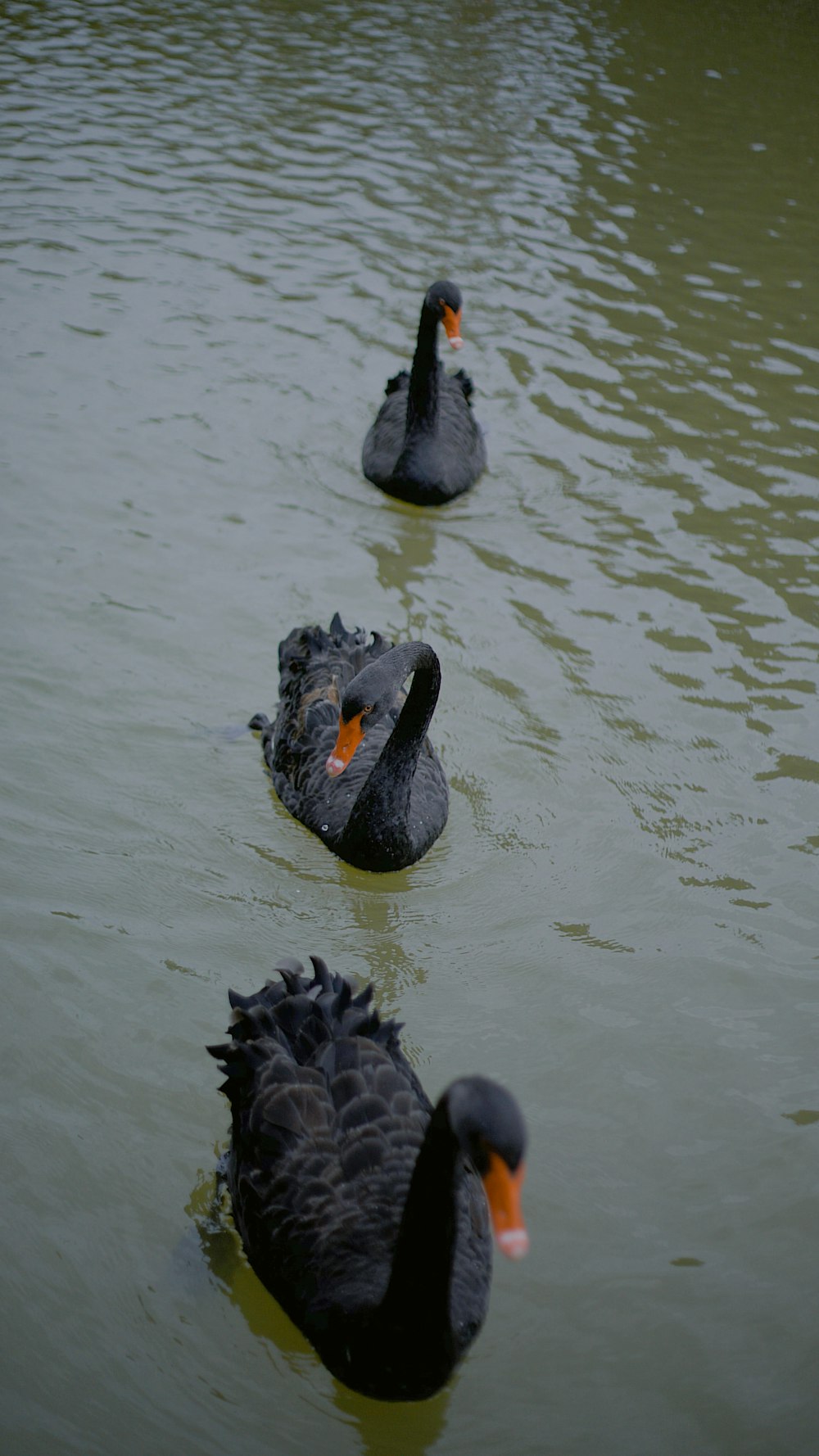 black swan on water during daytime