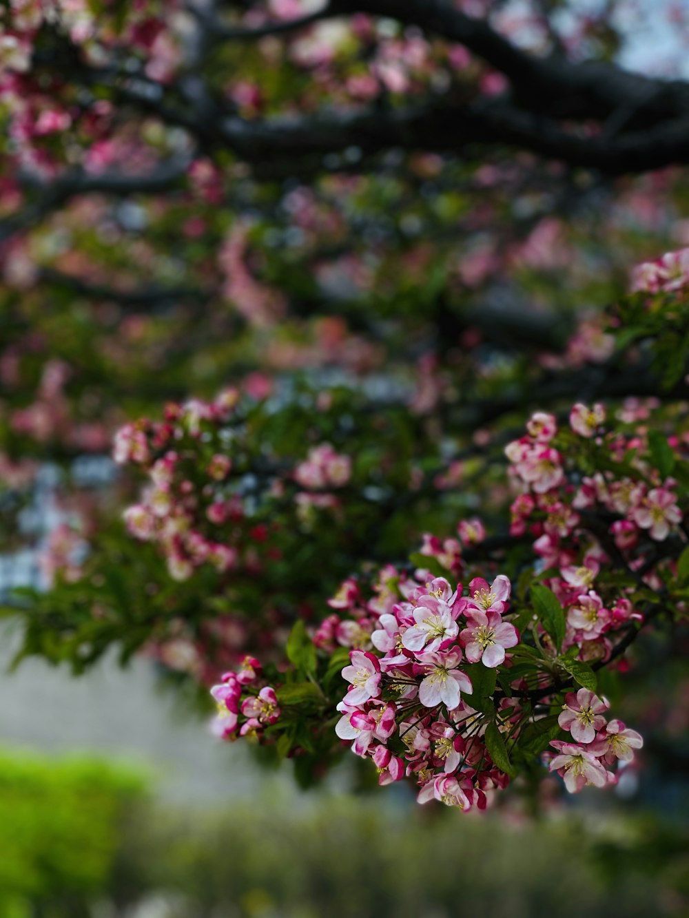 pink and white flowers in tilt shift lens