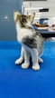 A small kitten with white and gray fur sits on a bright blue surface, facing away. The background features an interior space with industrial elements, including tables and fabrics.