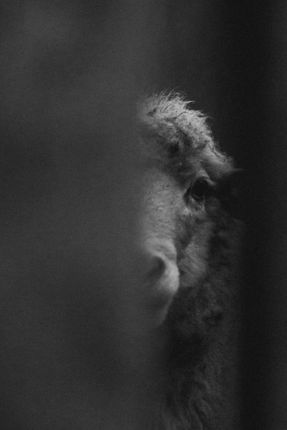 grayscale photo of sheep head