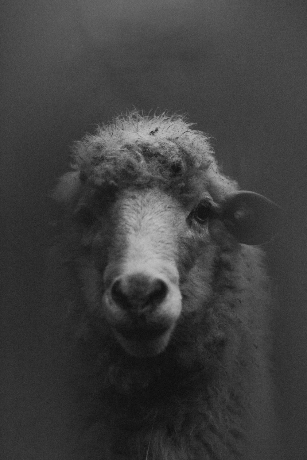 grayscale photo of sheep in a room