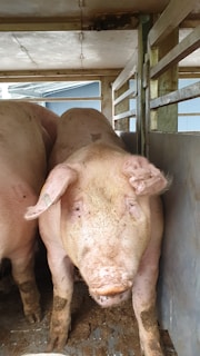 A large pig stands inside a livestock trailer with wooden beams. The pig appears dirty, with mud on its legs and face. It's surrounded by metal and wood structures inside the vehicle.