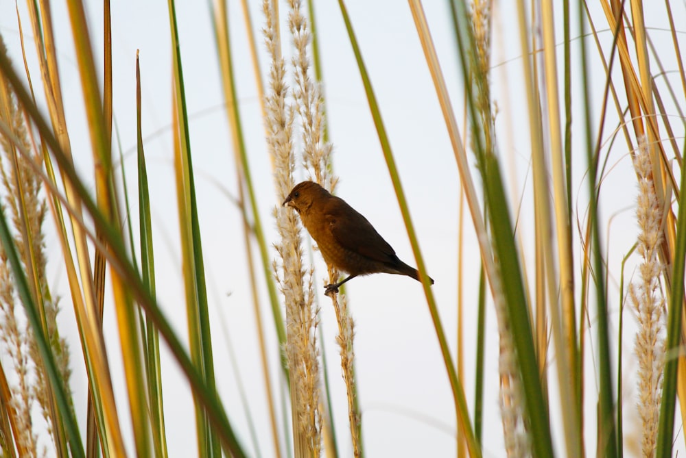 日中の茶色の木の枝にとまる茶色の鳥