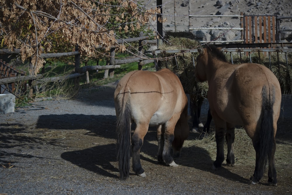 昼間の灰色のコンクリート道路の茶色の馬