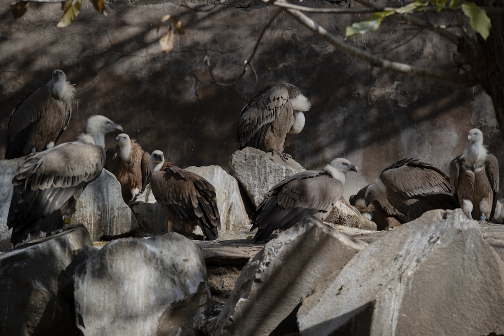 Volée d’oiseaux noirs et blancs sur la roche grise