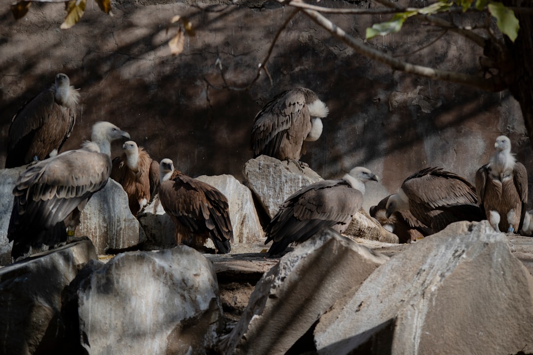 Wildlife photo spot Yerevan Zoo Baghramyan