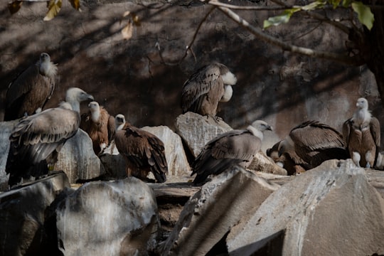 flock of black and white birds on gray rock in Yerevan Zoo Armenia