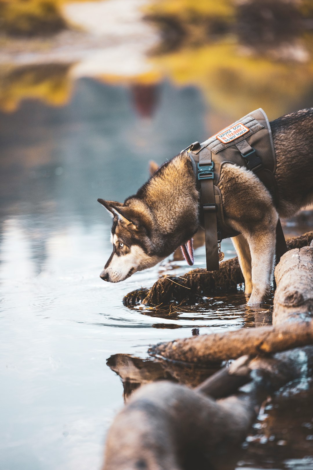 black and white siberian husky on water