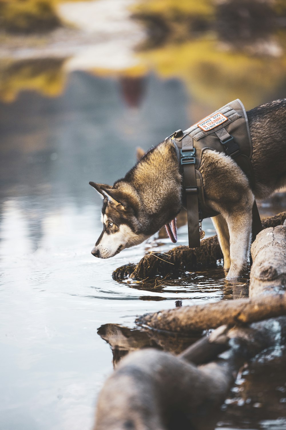 black and white siberian husky on water