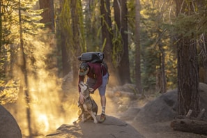 A veteran gently hugging a calm assistance dog in a sunlit park.