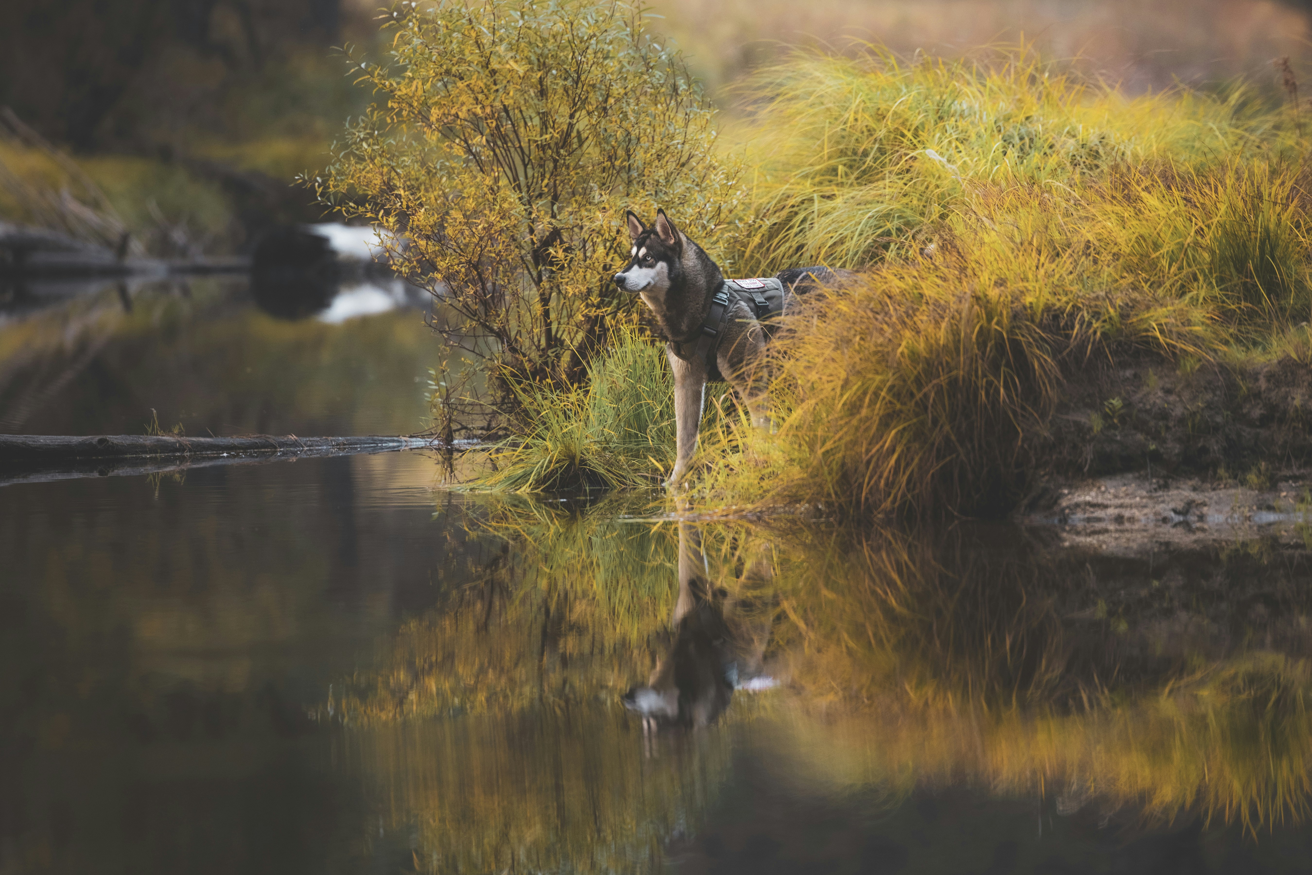 Photo by leo_visions_